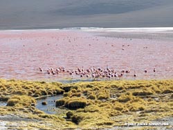 Laguna Colorada, Eduardo Avaroa National Reserve, Bolivia