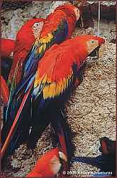 World's largest macaw clay lick
