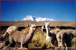 Alpacas and Mt. Ausangate
