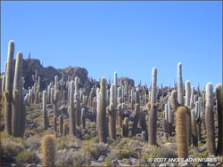 Giant cacti on Incahuasi Island, Bolivia