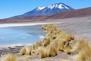 Andean Ichu grass along the shore of Laguna blanca.