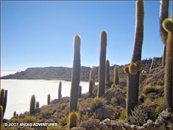 Incahuasi Island, Salar de Uyuni, Bolivia