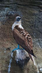 Blue-footed Booby