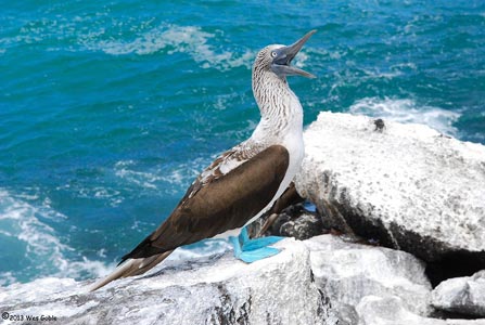 Galapagos Trekking Adventure