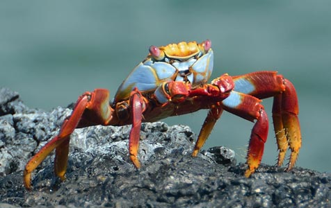 Galapagos Trekking Adventure