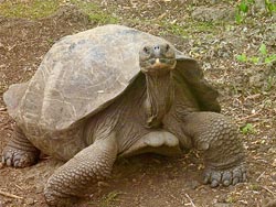 Giant Tortoise