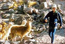 Alpacas and Mt. Ausangate