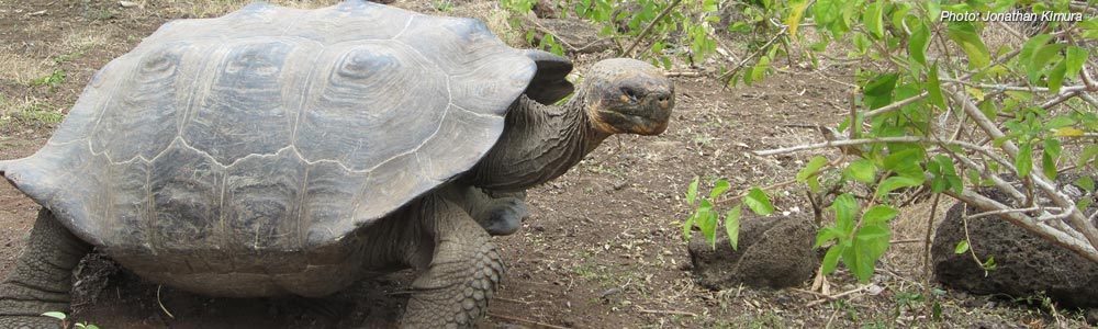 Galapagos