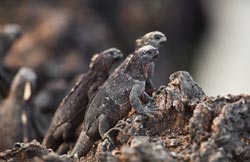 Marine iguanas on Isabela Island